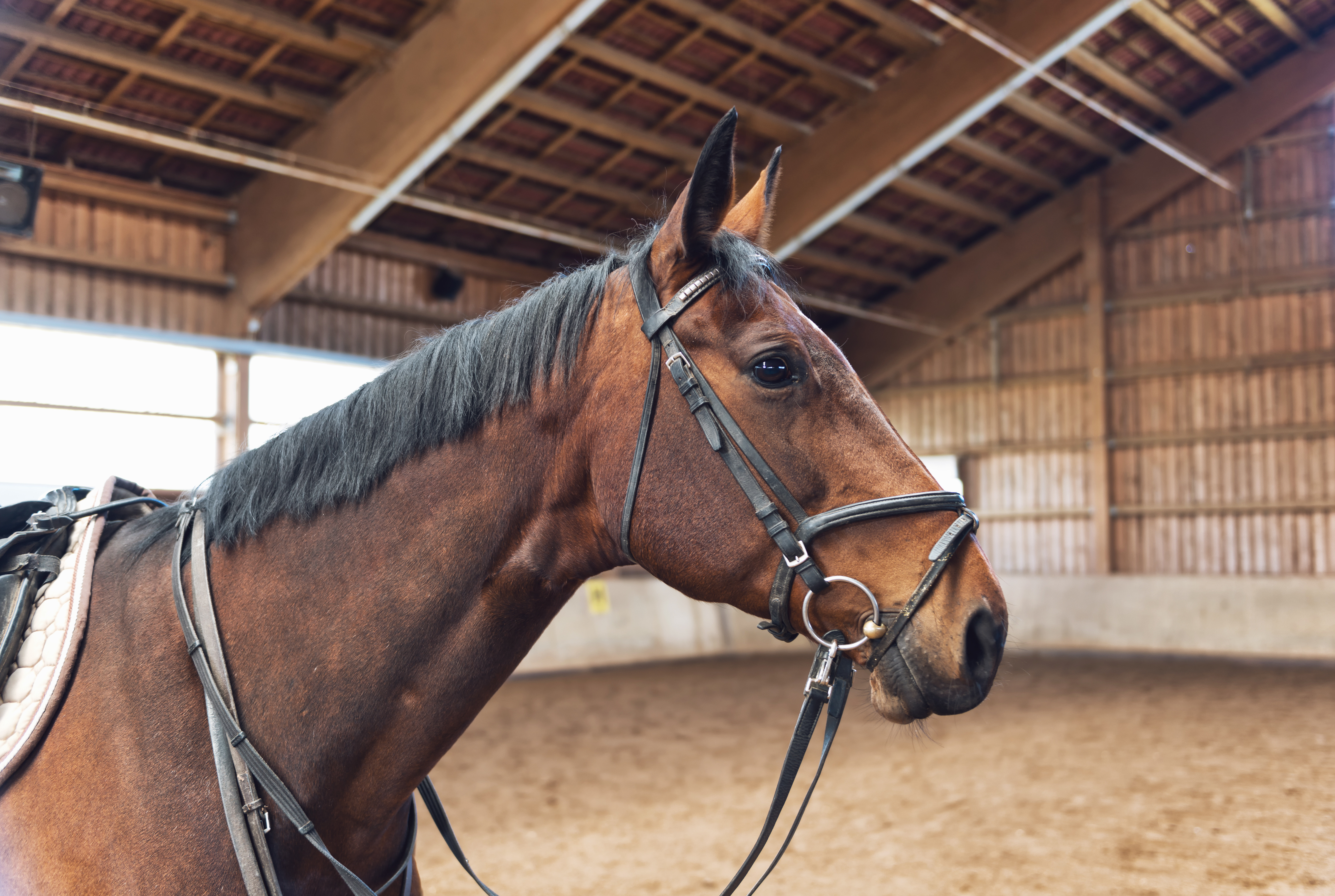Horse in barn